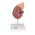 3B Scientific Kidney with Adrenal Gland - w/ 3B Smart Anatomy 1014211